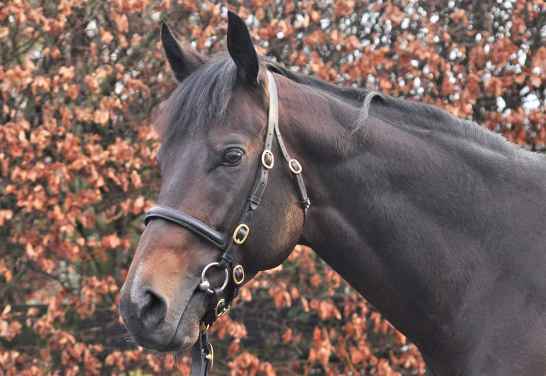 Invincible Army Colt Welcomed at Yeomasntown Stud