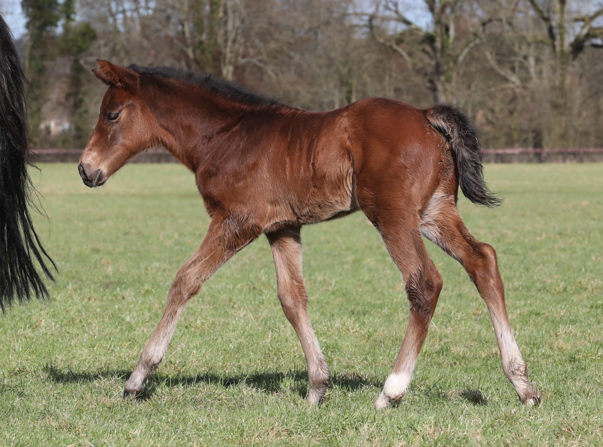 First Foals by High Class Multiple-Group Winning Sprinter Invincible Army