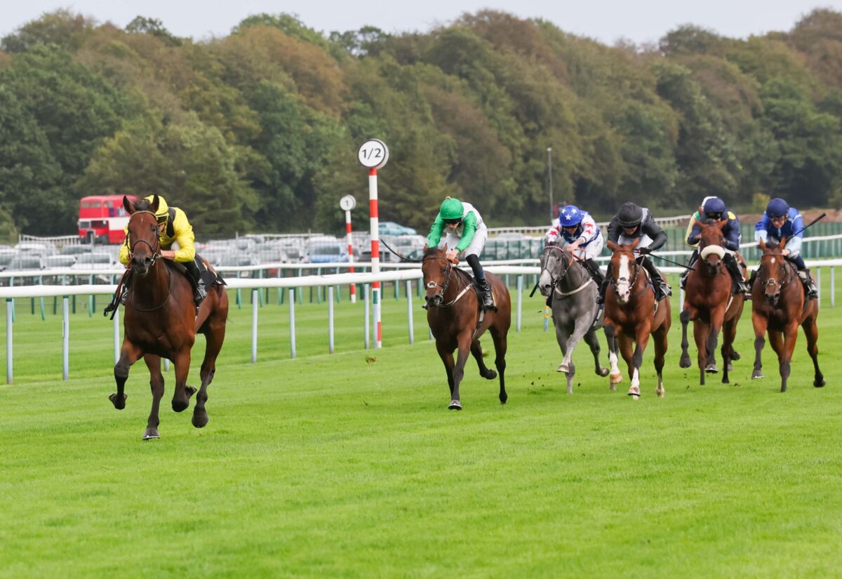 Son Of Dark Angel Sharadd Dazzles At Haydock, New TDN Rising Star